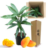 Sweet Mango Tree Live Plant in Pot, 12-16 Inches Mango Trees Seedlings Well Rooted, Fast-Growing