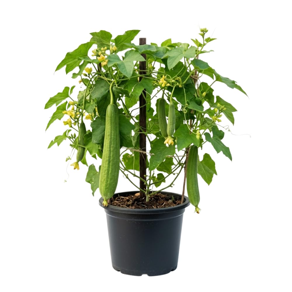 2 Loofah Plants Live, Luffa Plant Live, 4-8 Inc, 4 Inc Pot, Luffa Live Plant for Backyard Vegetable Garden