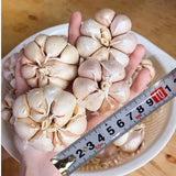 1 LB Jumbo Size Mixed Garlic for Planting in Spring, Softneck Hardneck Garlic Bulbs for Planting, Fresh and High Yield, Cold Hardy, Fast-Growing, 5-6 Bulbs Garlic