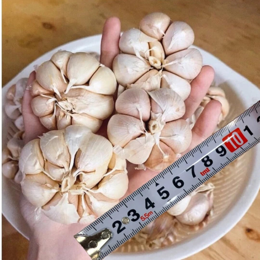 1 LB Jumbo Size Mixed Garlic for Planting in Spring, Softneck Hardneck Garlic Bulbs for Planting, Fresh and High Yield, Cold Hardy, Fast-Growing, 5-6 Bulbs Garlic