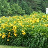 Pack 10 Daylily Bulbs for Planting Spring, Fast Blooming Hardy Perennial Lily Bare Roots for Outdoor Growing (Yellow Day Lily)