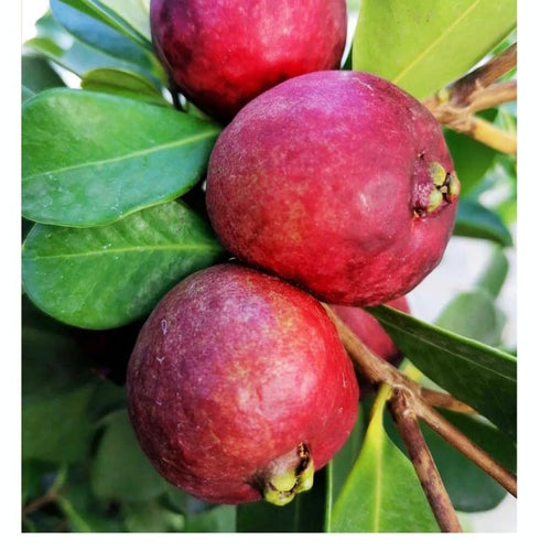 Strawberry Guava Tree - Fresh Fruit Plant in Half-Gallon Pot, 10-14 inches Tall, No CA