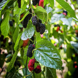 2 Dwarf Mulberry Plants Live, Everbearing Mulberry Trees Live Plant 6 to 12 Inch Tall, in 3.5" Pot, Sweet Mulberry Fruit Plant