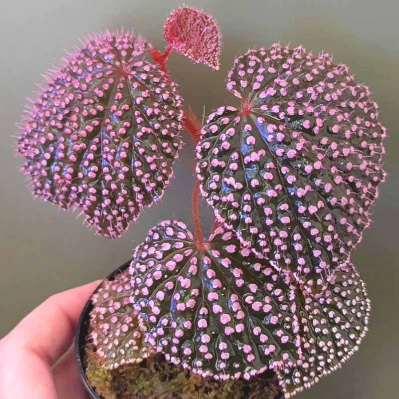 Angel Wing Begonia Live Plant, Polka Dot Begonia Maculata Plants, 4-7" Starter Indoor Outdoor Houseplant Décor, Air-Purifying and Easy Care, Pink Polka Dot