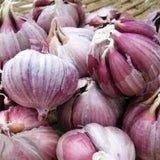 1 LB Jumbo Size Purple Garlic for Planting in Spring, Softneck Hardneck Garlic Bulbs for Planting, Fresh and High Yield, Cold Hardy, Fast-growing, 5-6 Bulbs Garlic