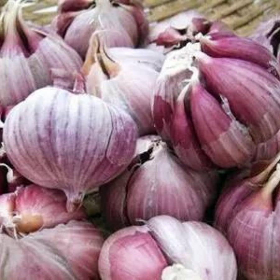 1 LB Jumbo Size Purple Garlic for Planting in Spring, Softneck Hardneck Garlic Bulbs for Planting, Fresh and High Yield, Cold Hardy, Fast-growing, 5-6 Bulbs Garlic