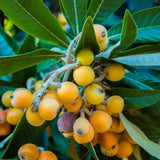 Yellow Loquat Live Plant in 4 inch Pot, 7-10″ Tall Loquat Fruit Plant for Planting, Tropical Fruit Tree Well Rooted