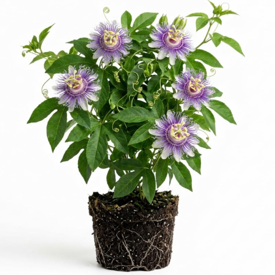 Maypop Passion Flower Live Plant 4-7 Inch - Passiflora Incarnata Purple Passionflower Vine, Cold Hardy Perennial Passion Fruit Vine, Plants in Soil, No Pot