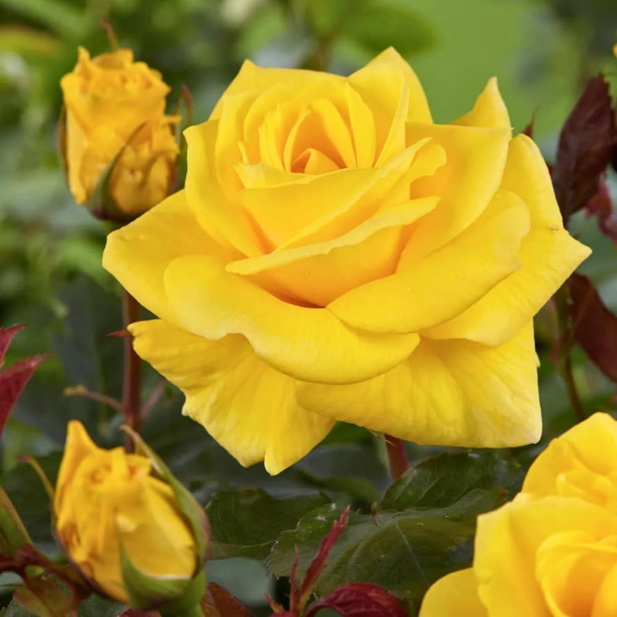 Yellow Miniature Rose Plant Live, Vibrant Flowering Rose Bush for Growing Indoor Outdoors, Starter Roses in 3'' Pot