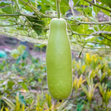 Set 25 Bottle Gourd Seeds for Planting, Green Vegetable Seed for Edible Garden, Long Melon Climbing Vine