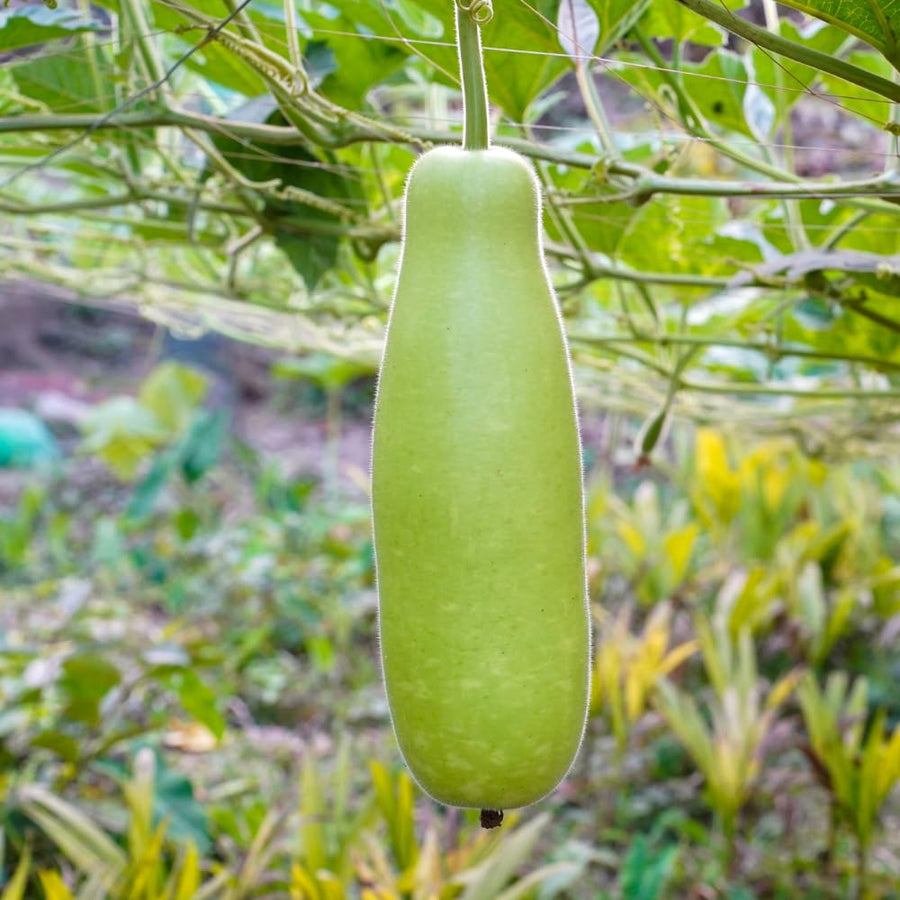 Set 25 Bottle Gourd Seeds for Planting, Green Vegetable Seed for Edible Garden, Long Melon Climbing Vine