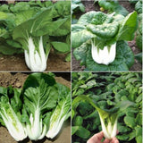 500+ White Pak Choi Seeds, Bok Choy Vegetable Seeds, Leafy Green Vegetable, Suitable for Home Garden Planting, Outdoor Growing Use