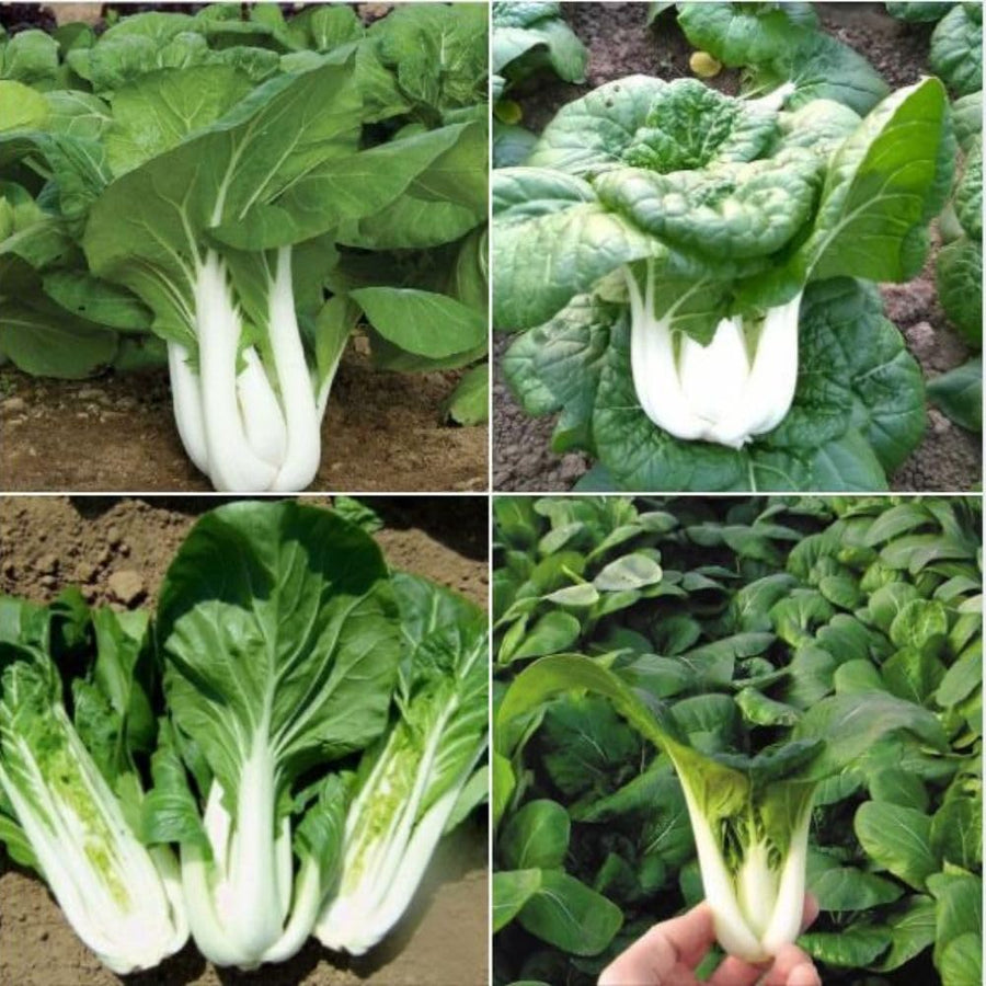 500+ White Pak Choi Seeds, Bok Choy Vegetable Seeds, Leafy Green Vegetable, Suitable for Home Garden Planting, Outdoor Growing Use