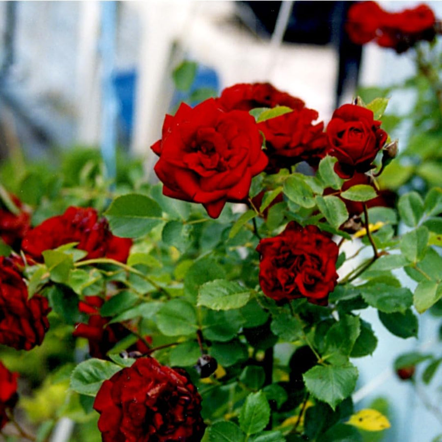 Red Climbing Rose Live Plant, Fragrant Rose Bush Ready to Plants, Zone 5 to 9, Size 5 to 7 Inches and Bare Root