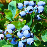 2 Blueberry Plants Live for Planting, Sweet Blueberry Bushes Live Plant, 5 to 12 Inch Height, Fruit Tree Live Blueberry Plant, Well-Rooted Plants (Misty Blueberry)