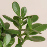 Jade Plant Live, Succulent Indoor Houseplant, Succulent Plant Fully Rooted in 2'' Pot