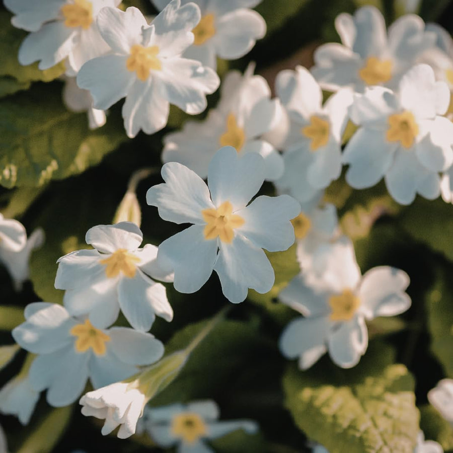 Set of 2 Live White Primrose Plant, Hardy Primrose Flower in 4 Inch Pot, Well Rooted for Indoor or Outdoor Planting
