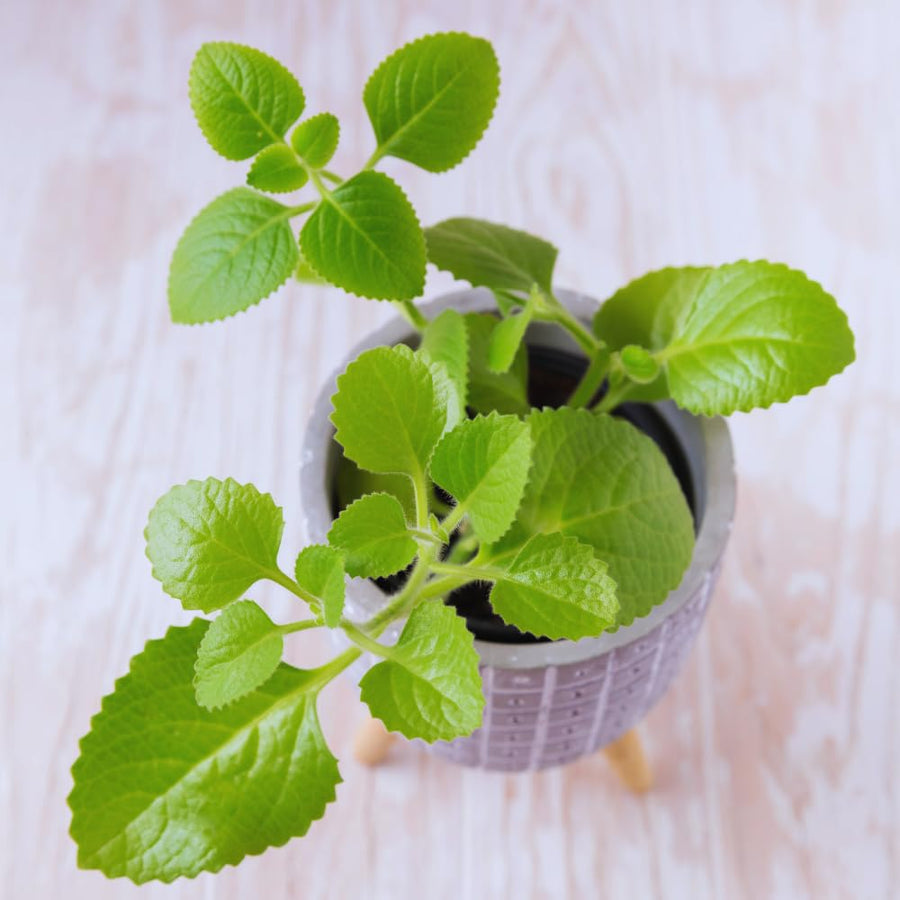 4 Cuban Oregano Live Plant, Oregano Plants Live, Spanish Thyme Vegetable Plants Live, Mexican Mint Plant, 3 to 5 Inc Tall
