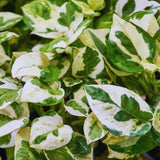 2 Pothos Live Plants, Live Pothos Plant, 3 to 5 Inc Tall, Indoor House Plants Outdoor (Variegated)