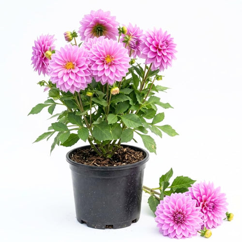 Dahlia Clump for Planting, Lavender Dahlia Flower for Summer Blooms, Large and Vibrant Flowers, Suited for Zones 8 to 11
