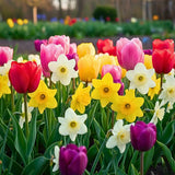 10 Pack Mixed Bulbs, Tulips and Daffodils Flower Bulbs, Colorful Spring for Outdoor Planting
