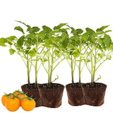 Lot 4 Tomato Plants Live for Planting Outdoors, Large and Juicy Tomatoes, Well Rooted, 6 to 8 Inch - Sun Sugar Tomato