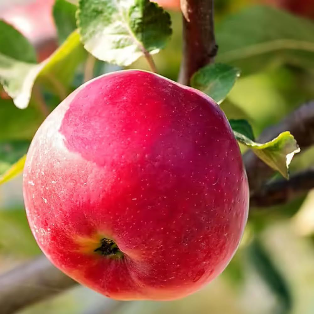 River Apple Tree Live Plant, Bareroot 2 to 3 Feet Tall, Sweet Apple Plant Live for Planting, Live Apple Tree Plant, Apple Fruit Tree