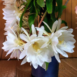 2 Queen of the Night Live Plant in 4 Inch Pot, Orchid Cactus Seedling, 3-6 Inches Tall, Night Blooming Flower Plant
