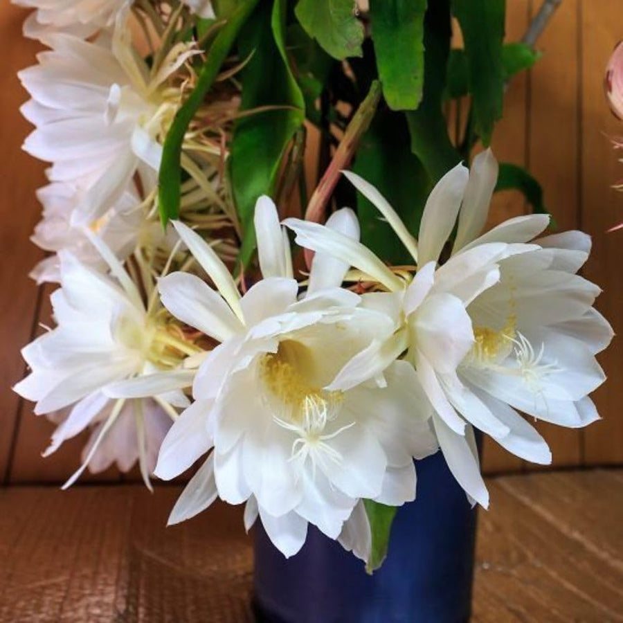 2 Queen of the Night Live Plant in 4 Inch Pot, Orchid Cactus Seedling, 3-6 Inches Tall, Night Blooming Flower Plant