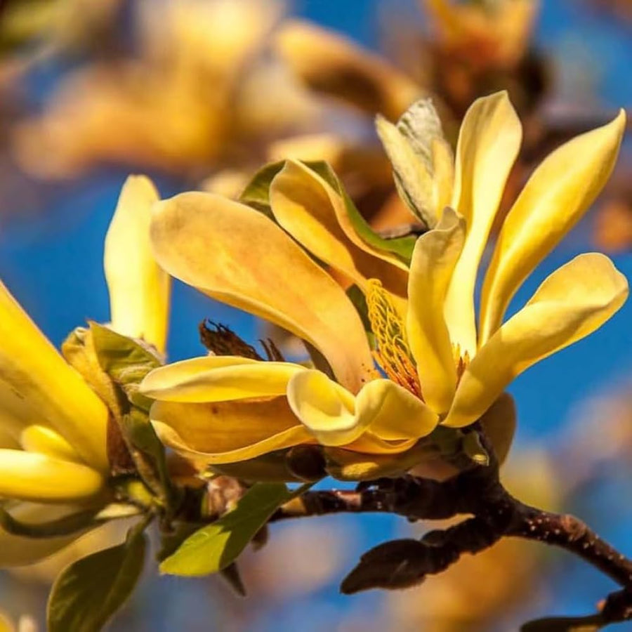 Yellow Magnolia Tree Live Plant in 2.5 Inches Pot, Dormant in Winter, 6-12 Inches in Tall, Ornamental Spring Flowering Tree, Outdoor