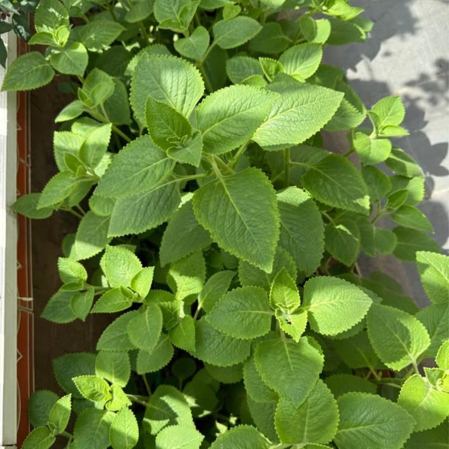 2 Cuban Oregano Plant 4 to 5 Inch Tall in 4" Pot, Fragrant Cuban Oregano Seedling Plant Live for Planting, Herb Plants Indoor Outdoor