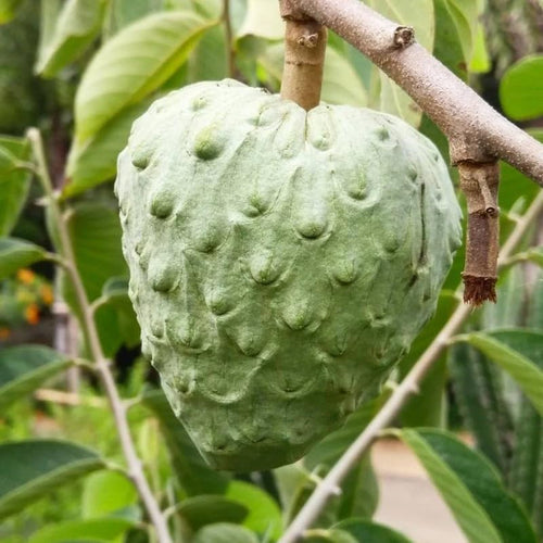 Cherimoya Tree Live Plant, 8-10 inches Tall in Half-Gallon Pot, Sweet Tropical Fruit for Gardening, No CA