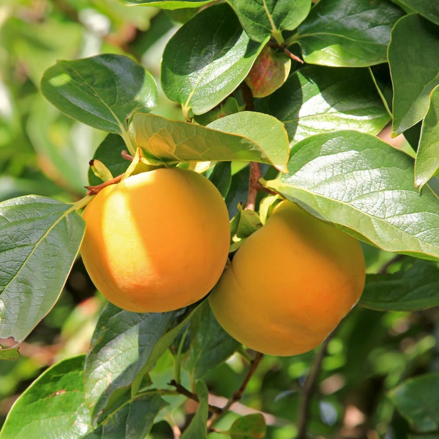 Persimmon Tree Live Plant, Persimmon Tree, Quart Pot, 8-10 Inches Tall, Sweet Fruit Tree for Indoor Outdoor Growing