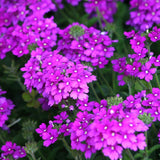 3750 Moss Verbena Seeds, Purple Flower Seeds for Garden Planting