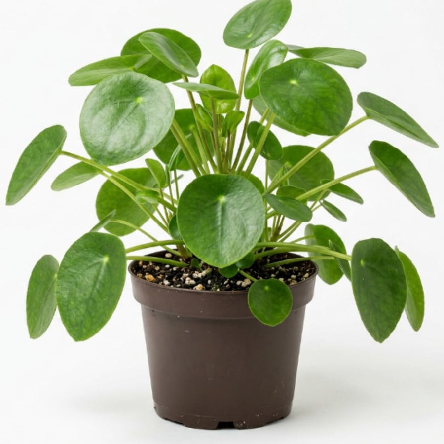 Money Plant Live in 4 Inch Pot - Pilea Peperomioides Houseplant, Money Indoor Plant for Home Office