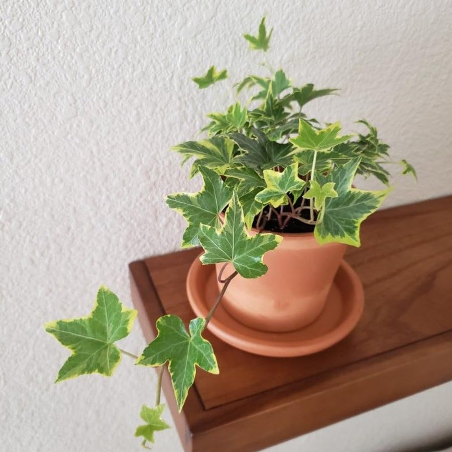 English Ivy Plant Live 4'' Pot, Fast-Growing Trailing Houseplant, Hardy English Ivy Groundcover, Indoor Outdoor Growing (Variegated Ivy)