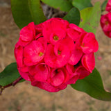 Crown of Thorns Plant, Euphorbia Milii Plant Live, Crown of Thorns Cactus Plant 4 to 7 Inches Height No Pot, Live Cactus Plant Indoor (Red)