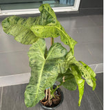 2 Rare Philodendron Live Plants Varieties Collection, Philodendrons Plants Size 5-9 Inc for Indoor Houseplant Décor, Ornamental Tropical Well-Rooted (Long Philodendron Plants)