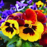 3 Assorted Pansies Plants Live Potted, Pansy Plants Live, 4 to 6 Inc Tall Flower Gardening Indoor Outdoor