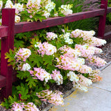 Hydrangea Tree Live Plant, Change Color, Vibrant Blooms, Outdoor Growing, Hardy and Ready to Plant, 6-12" in Tall (Pink to Red White Oakleaf)