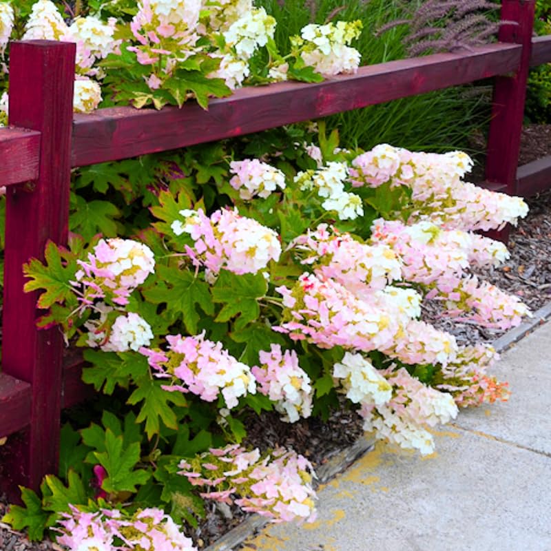 Hydrangea Tree Live Plant, Change Color, Vibrant Blooms, Outdoor Growing, Hardy and Ready to Plant, 6-12" in Tall (Pink to Red White Oakleaf)