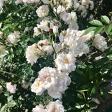 Climbing Roses Live Plants, Fragrant Climber Rose for Garden, 4 to 10 Inches Tall, Hybrid Tea Roses Bushes, Establish Root, Cut Back (White)