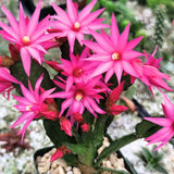 1 Easter Cactus Plant Live, Spring Cactus Live Plant, 4-8 Inch Height, Holiday Blooms for Outdoor Spaces, No Pot, Bareroot (Pink)