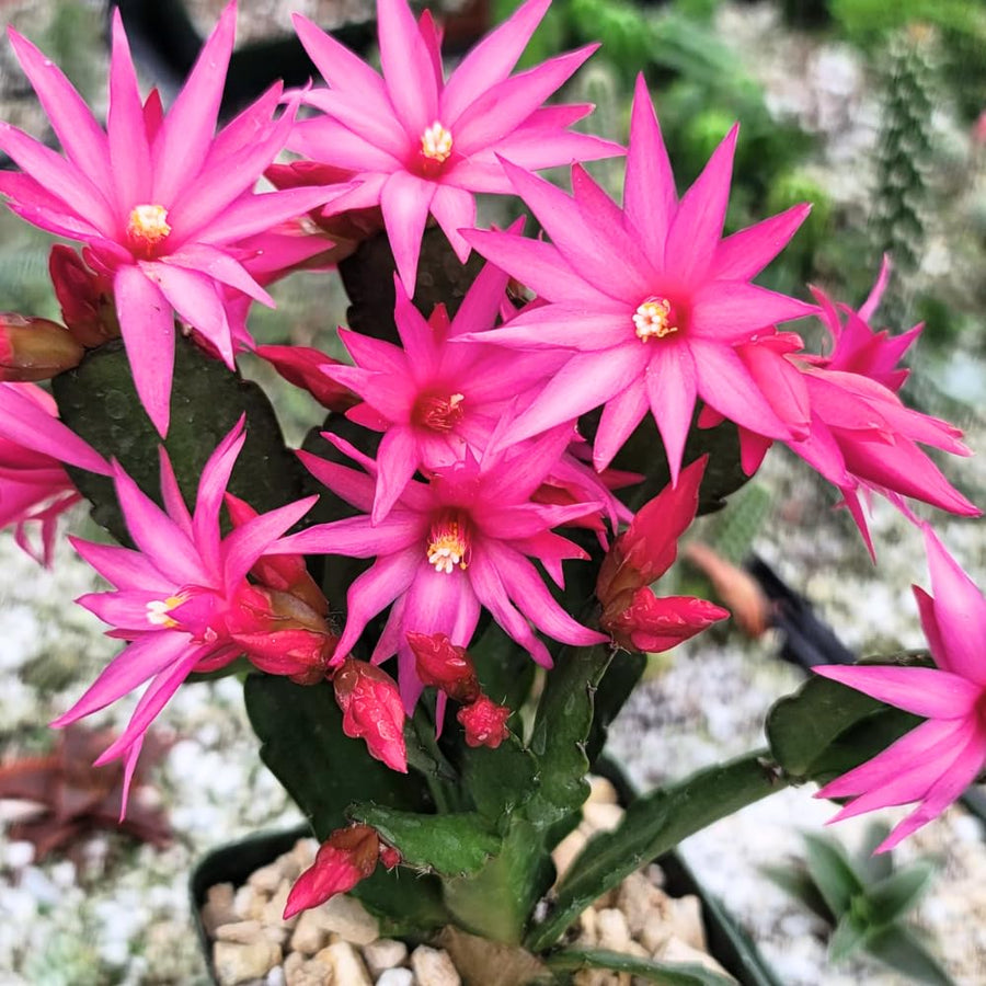 1 Easter Cactus Plant Live, Spring Cactus Live Plant, 4-8 Inch Height, Holiday Blooms for Outdoor Spaces, No Pot, Bareroot (Pink)
