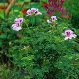 Live Citronella Plants, 4 Citronella Plants Live, Citronella Geranium Plants Live, Citronella Starter Plants for Growing, 4 to 7 Inc Tall Citronella Live Plants