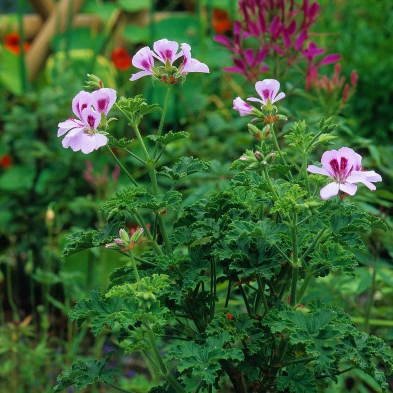 Live Citronella Plants, 4 Citronella Plants Live, Citronella Geranium Plants Live, Citronella Starter Plants for Growing, 4 to 7 Inc Tall Citronella Live Plants