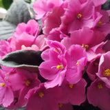 Light Pink African Violets Live Plant in 4" Pot, Starter African Violet for HouseplantIndoor Outdoor Home Decor