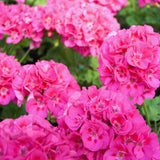 2 Geranium Plants Live, Live Geranium Plant, Pink Geranium Flower Plants Indoor Outdoor, 5 to 7 Inches Tall, Geranium Plant