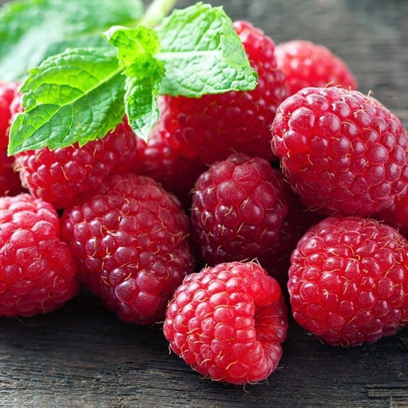 Southern Raspberry Plant Live for Planting, 18-24 Inch Tall, Red Raspberry Bush Live Plant Potted, Raspberry Fruit Tree
