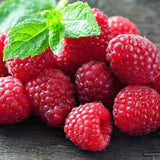 Southern Raspberry Plant Live for Planting, 18-26 Inch Tall, Red Raspberry Bushes Live Plant Potted, Sweet Raspberry Fruit Tree